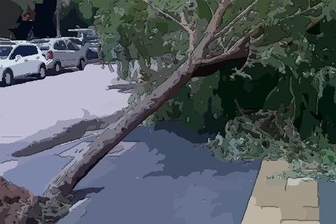 梦见不存在的树倒了
