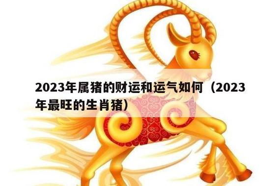 今年属猪的财运和感情