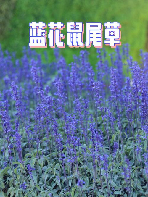 各种花的花语:蓝花鼠尾草花语