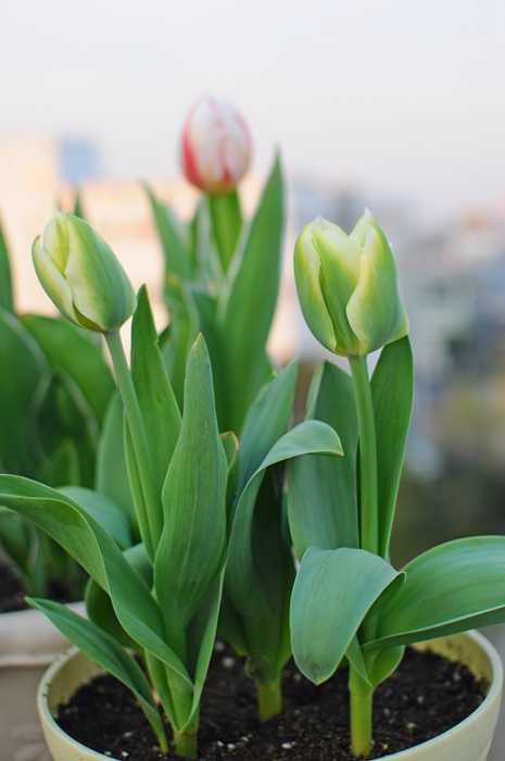 属牛的幸运花是什么花?属牛人养狗好不好?