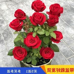 在院子里种植玫瑰会影响风水吗?