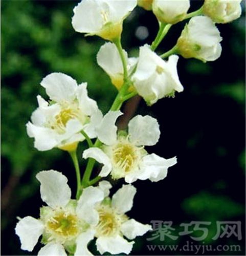 1月7日生日花语:葡萄牙月桂