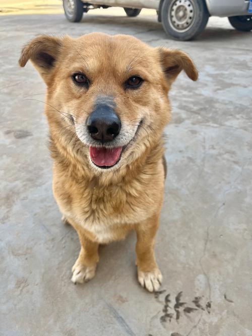 狗狗为什么不能死在家里