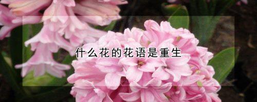 代表重生的花,什么花的花语是重生