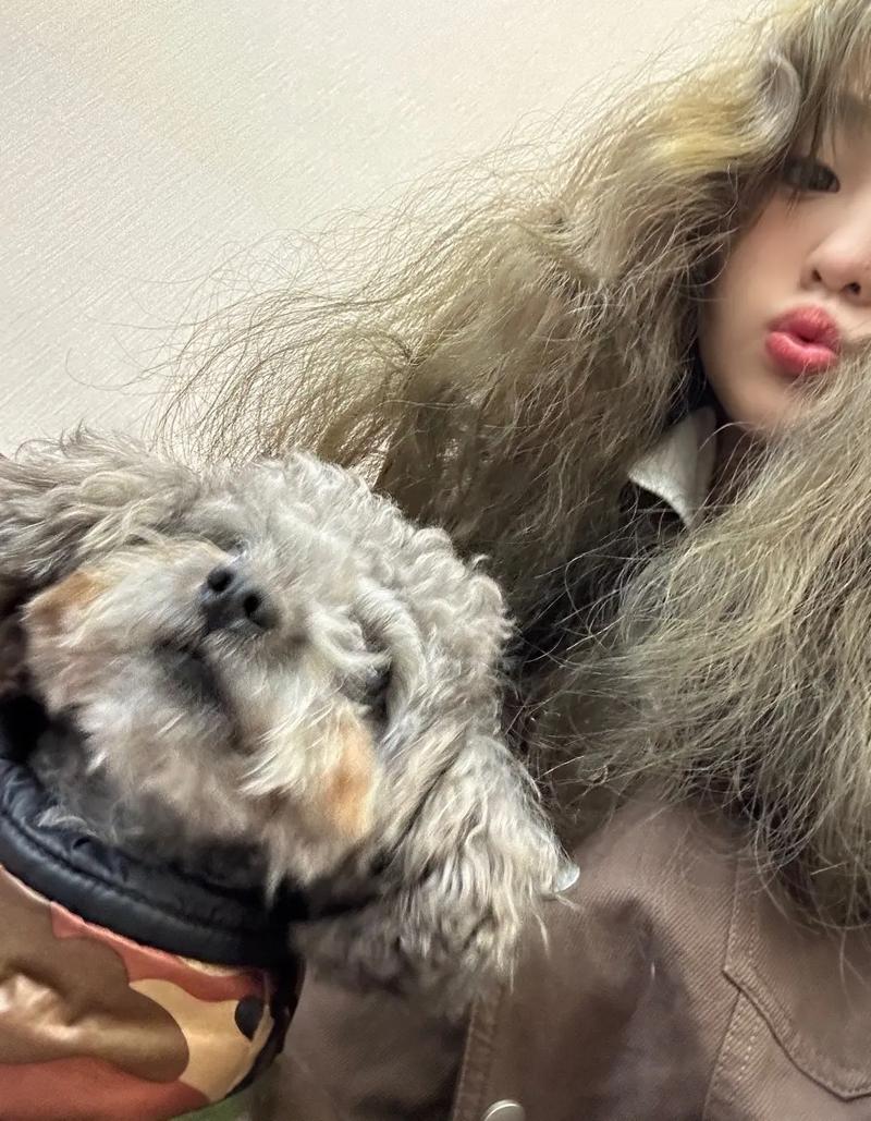 小型犬宠物狗泰迪名字大全俏皮可爱