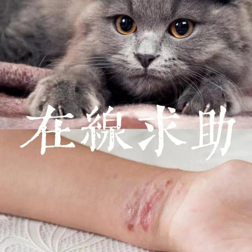 梦见被猫来抓 梦见被猫来抓我咬我什么梦