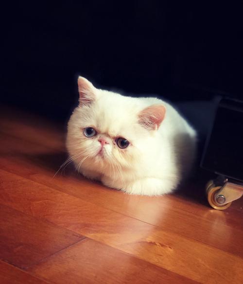 梦见白色小猫是什么意思