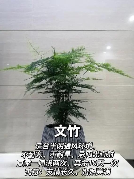 卧室适合养的植物