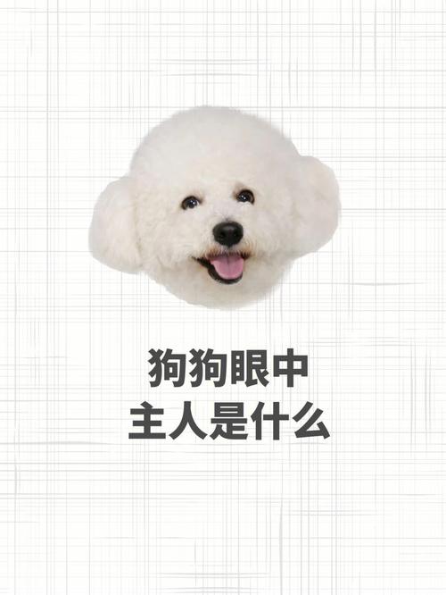生肖狗的初吻是何是发生的,生肖狗人会在高中尝试着去接吻