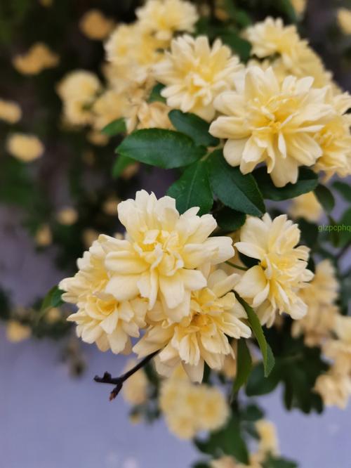木香花花语