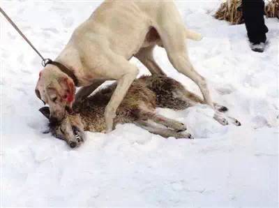 梦见狼咬死人是什么兆头?