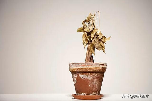 做梦梦见花盆 梦见花盆碎了