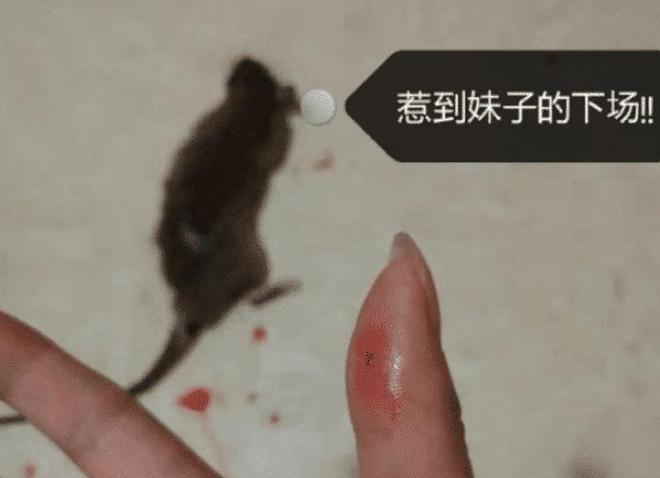 梦见老鼠进被窝被捏死