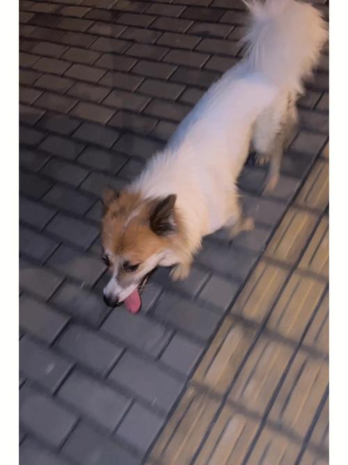梦见流浪狗跟着自己是什么意思