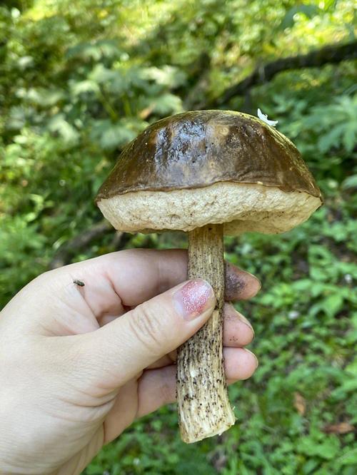 梦到野蘑菇怎么说