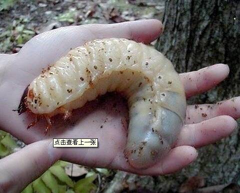 梦见吃到虫子 梦见吃到虫子,虫子钻进身体里在动