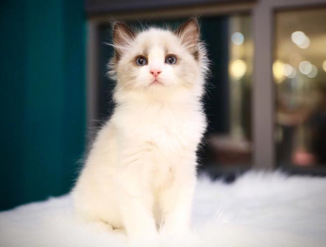 聪明喜欢撒娇的猫咪宠物名字