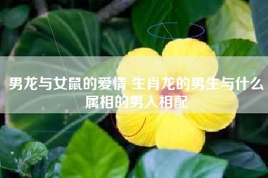 什么是属龙要的爱情