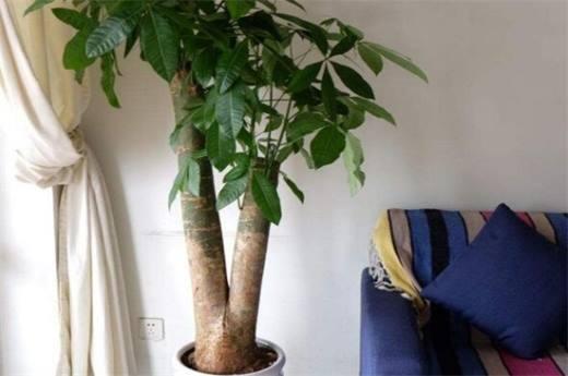 客厅摆什么植物风水不好?最适合摆放的植物?
