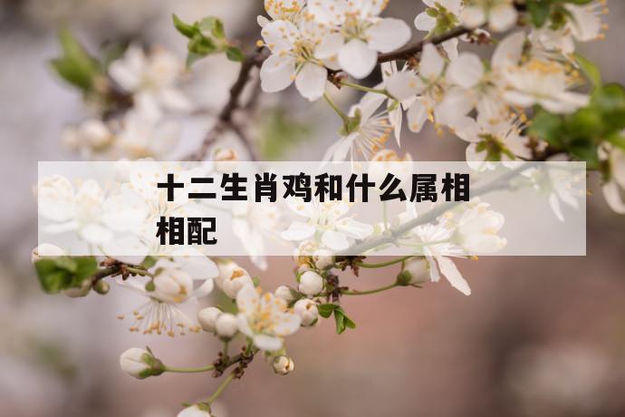 生肖属相鸡属鸡和什么生肖最佳生肖属相配对