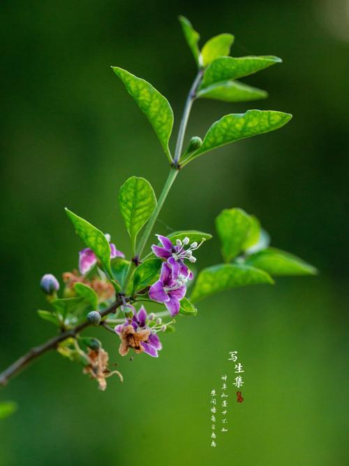 枸杞、吉庆果的花语:喜庆瑞祥