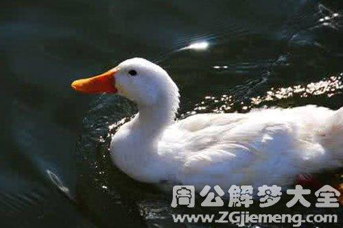 梦见被鸭子咬手