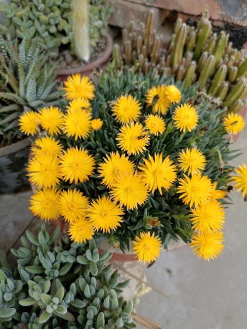 黄花照波的花语