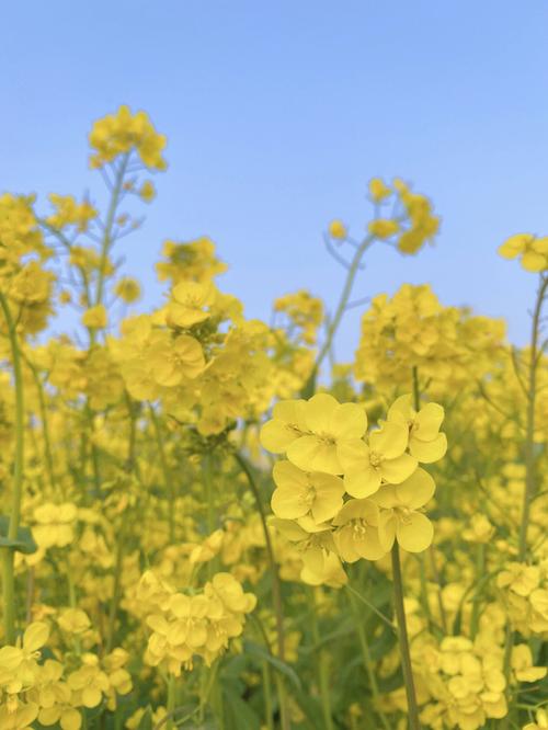 梦见油菜什么意思