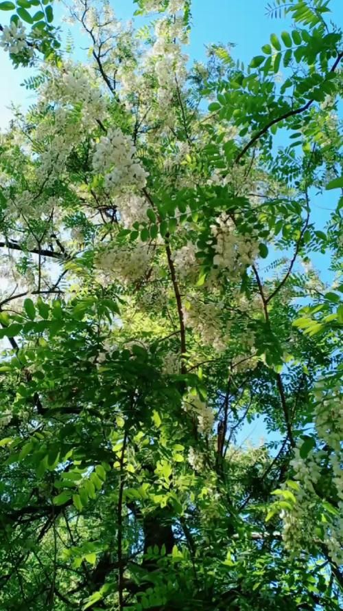 梦见槐树开满白花