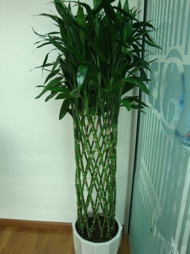 家居风水 养什么植物聚财
