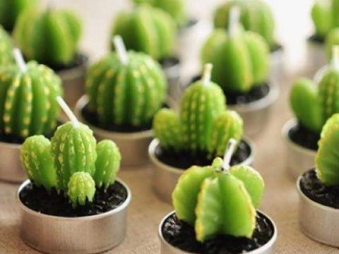 梦见仙人掌