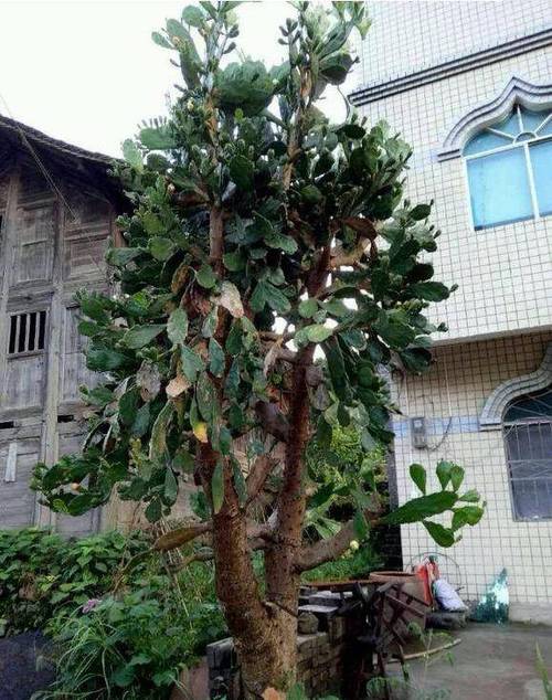 门口铁树风水 铁树的风水作用是什么大门口