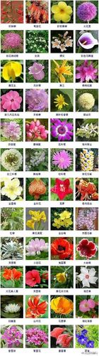给花卉公司取名字