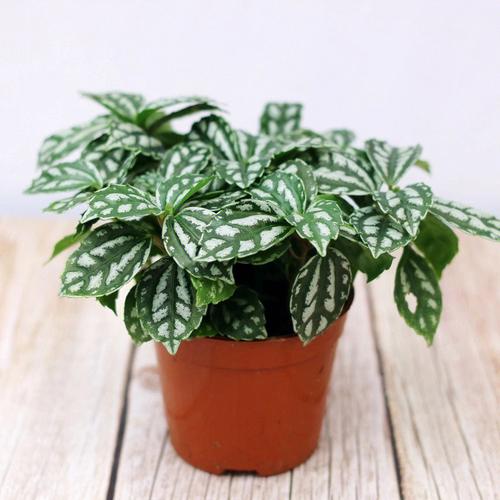植物花语:冷水花花语是什么