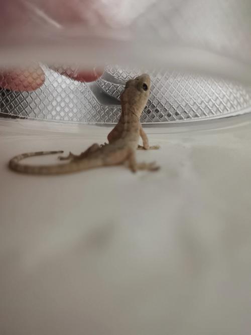 梦见壁虎在家里是什么征兆