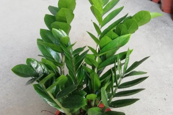 2021属鼠的幸运植物是什么