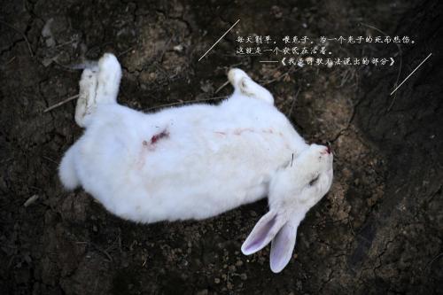 梦见兔子死了,梦见兔子死了什么意思