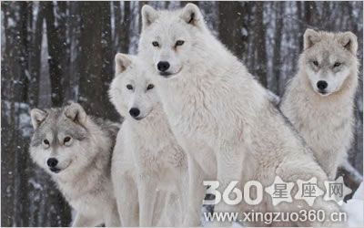 梦见狼群