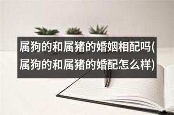 属猪女和属狗男婚姻会长久么?属狗十月份出生的命运好吗?