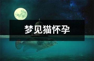 梦见猫怀孕了