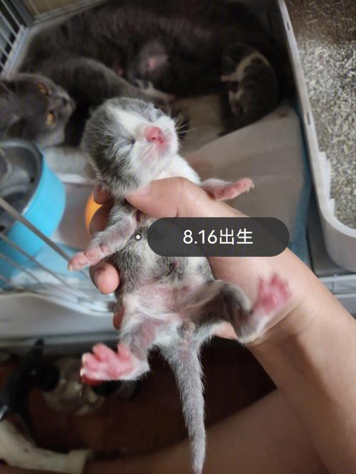 梦见猫生了好多小猫