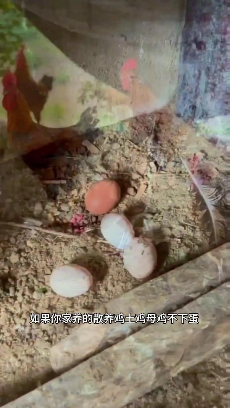 梦见给鸡喂食 梦见给鸡喂食周公解梦