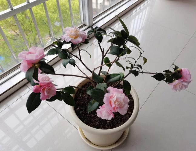 梦见茶花开有什么预兆