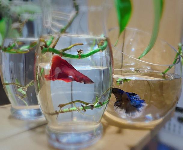 家里养斗鱼对风水不好吗