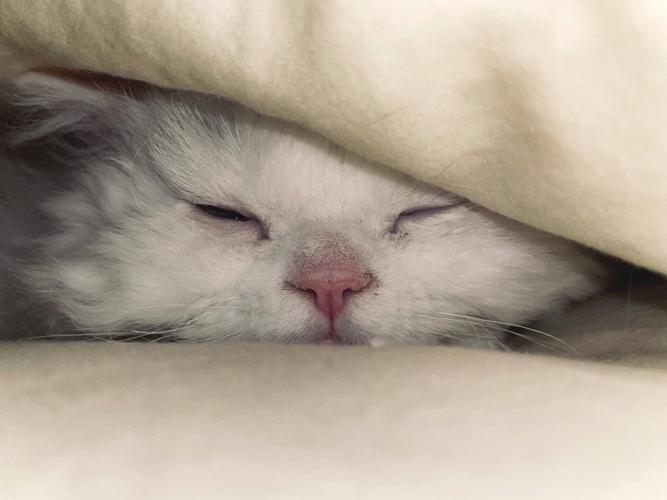 梦见猫在自己被窝里