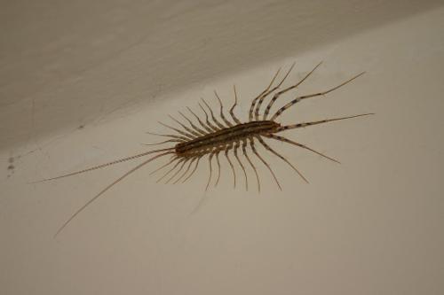 梦见毒虫子爬行