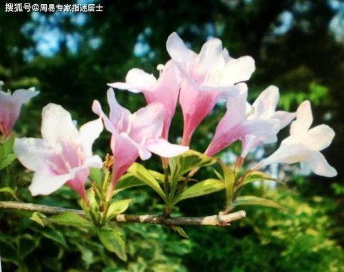 2021年属羊女人家里适合养什么花和植物