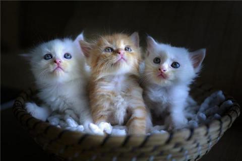 梦见一群猫在屋里
