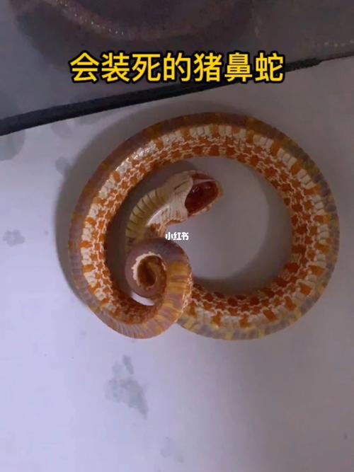 梦见蛇装死后来又爬走了是什么意思