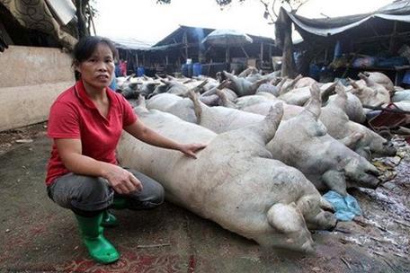 梦见好多死猪是什么意思